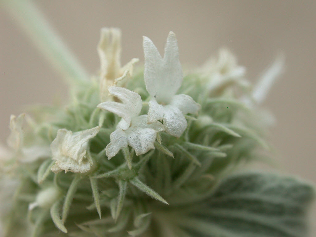 Marrubium incanum